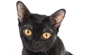 ボンベイの子猫