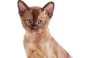 ヨーロピアンバーミーズの子猫