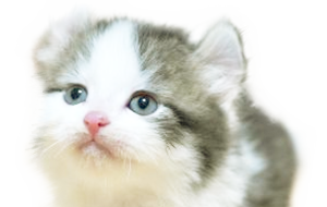 キンカローの子猫