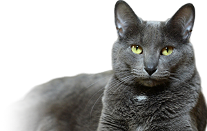 コラットの子猫