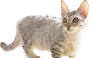 ラムキンの子猫