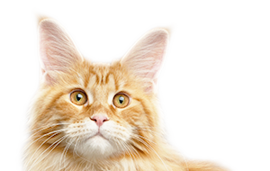メインクーンの子猫