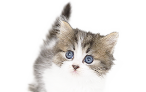 ミヌエットの子猫