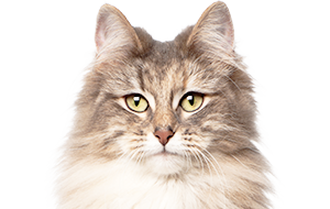 ノルウェージャンフォレストキャットの子猫