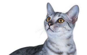 サバンナキャットの子猫
