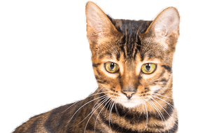 トイガーの子猫